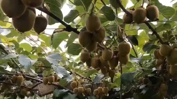 眉县猕猴桃果园